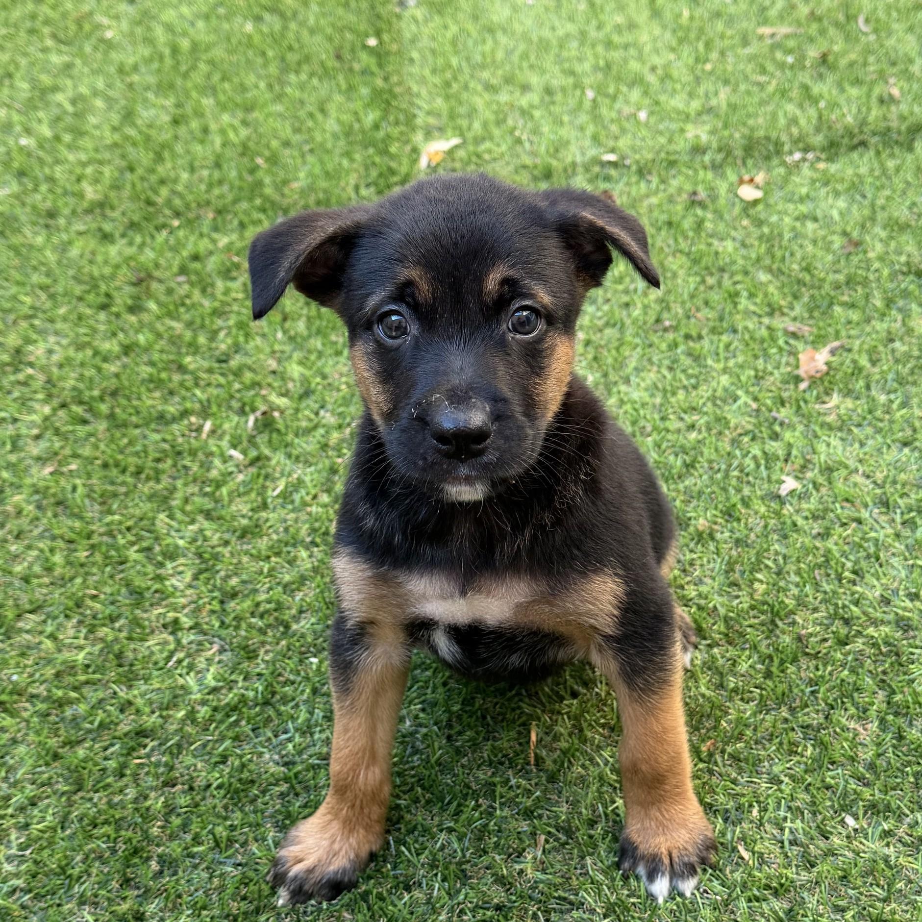 Murdoc, a ADOPTABLE mixed breed in Minneapolis, MN image 5/6
