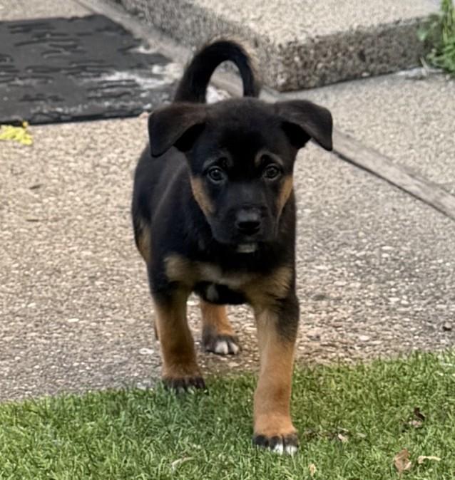 Murdoc, a ADOPTABLE mixed breed in Minneapolis, MN image 4/6