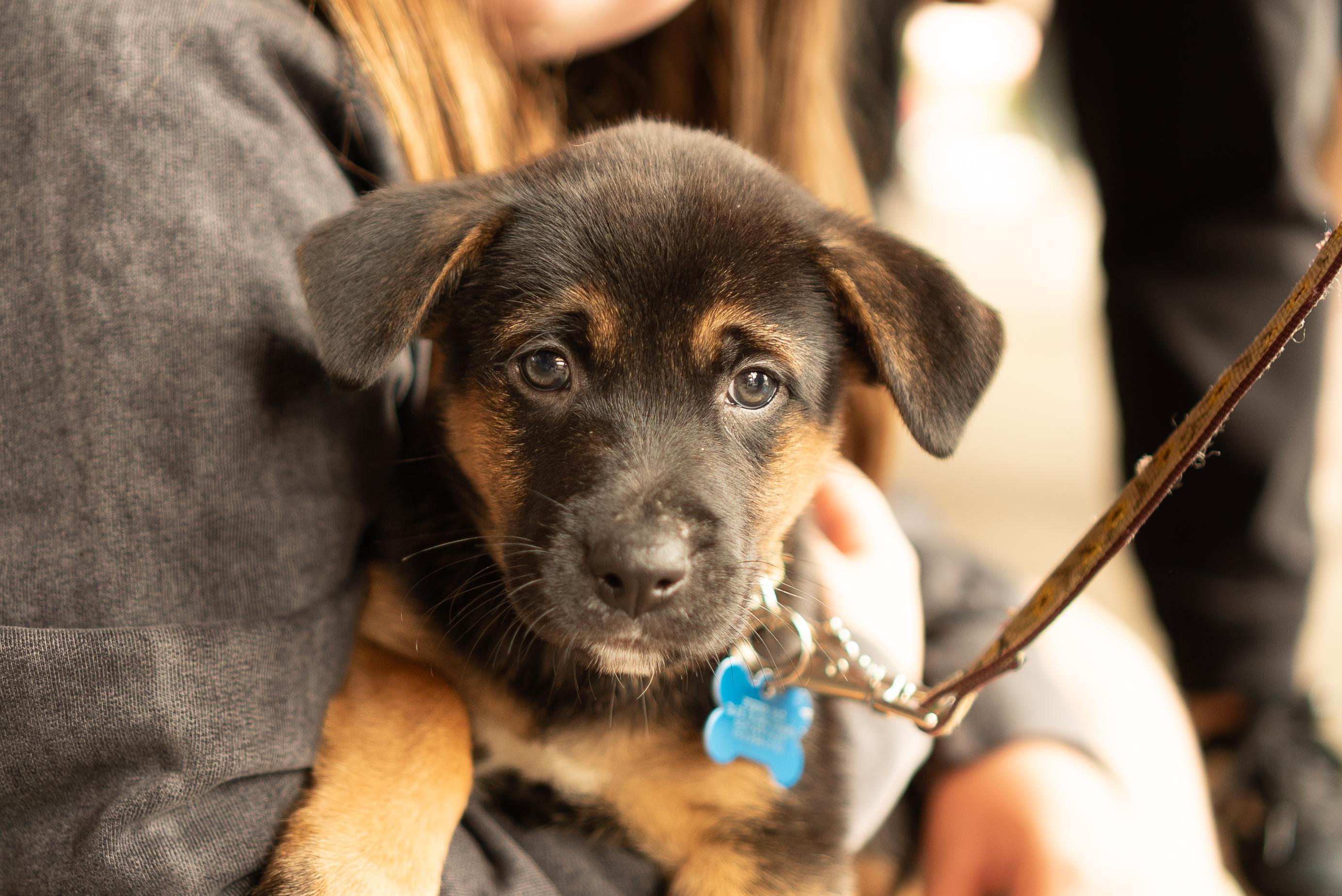 Murdoc, a ADOPTABLE mixed breed in Minneapolis, MN image 6/6