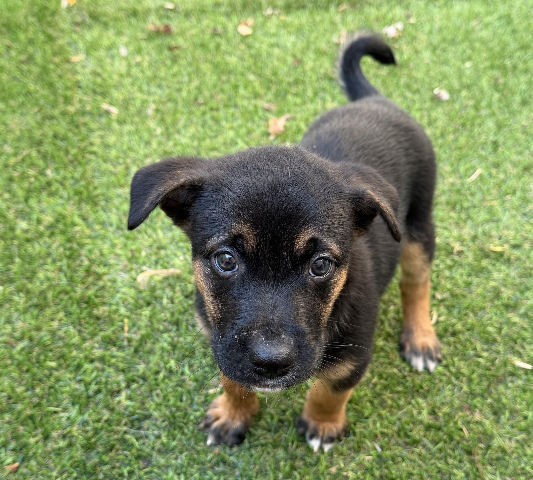 Murdoc, ADOPTABLE, Puppy Male Shepherd & Mixed Breed.
