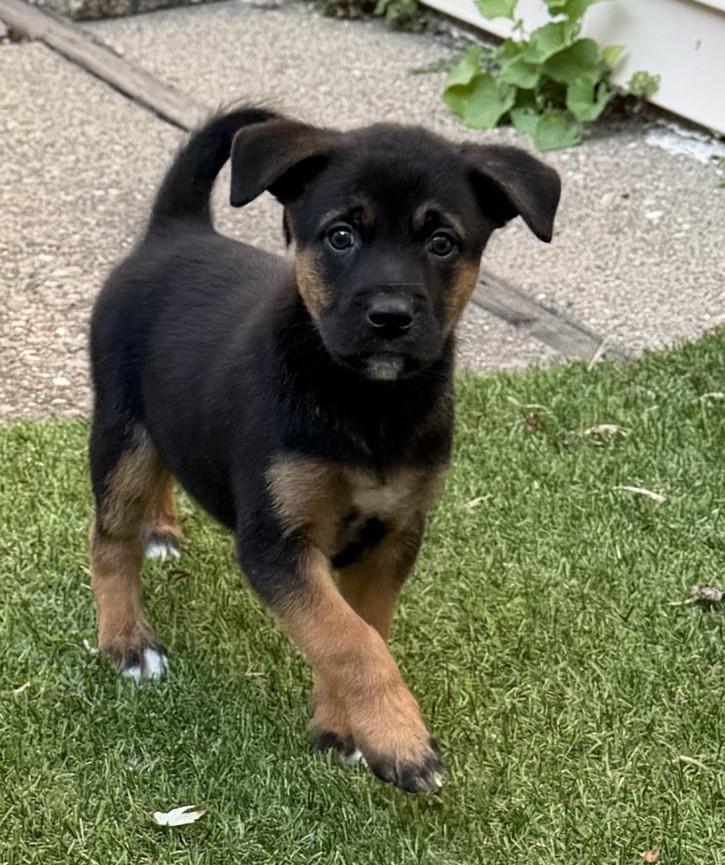 Murdoc, a ADOPTABLE mixed breed in Minneapolis, MN image 2/6