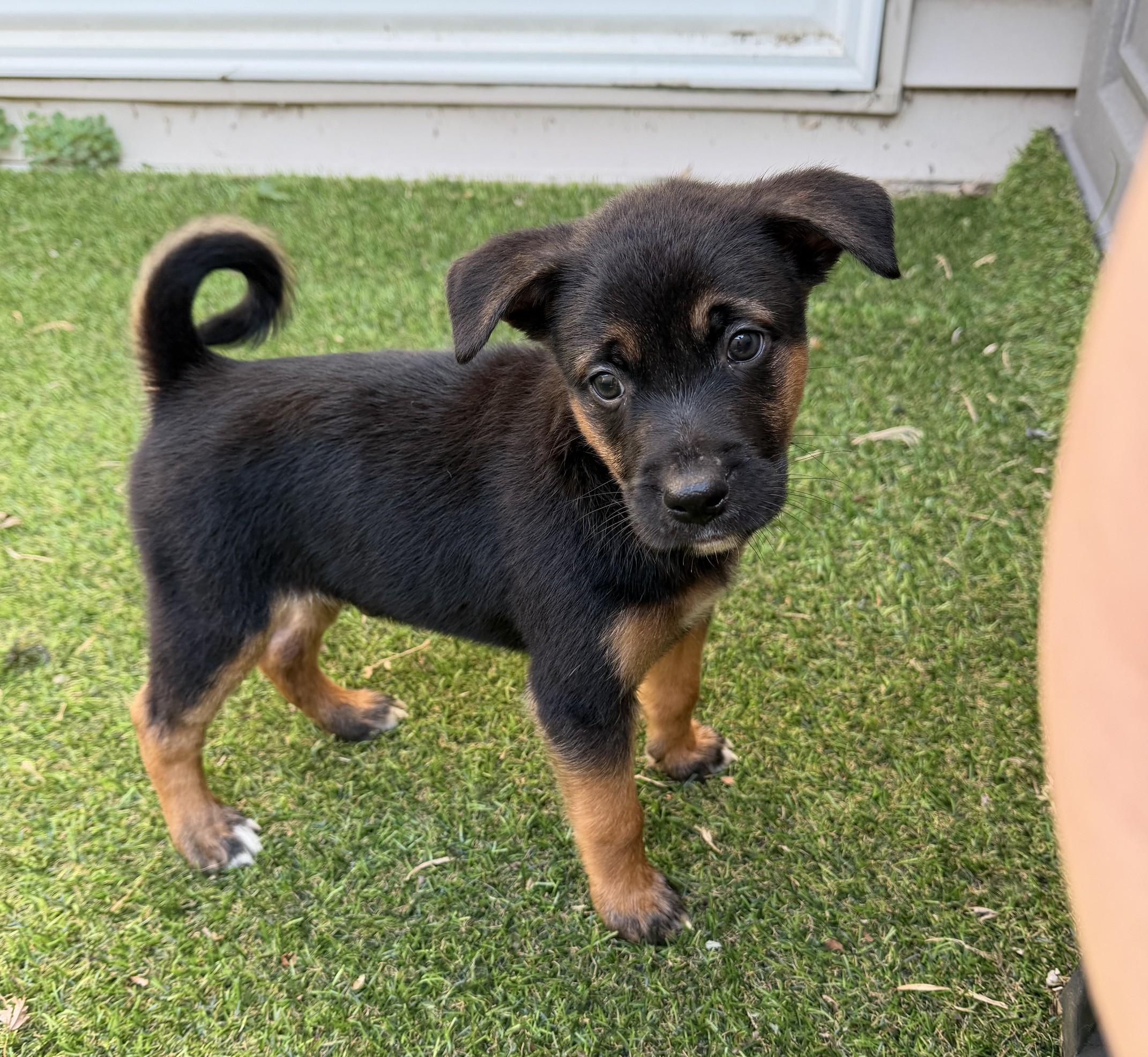Murdoc, a ADOPTABLE mixed breed in Minneapolis, MN image 3/6