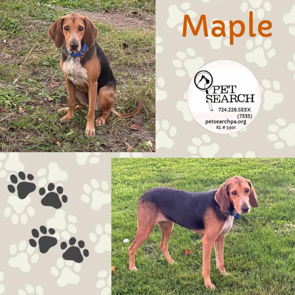 Maple photo