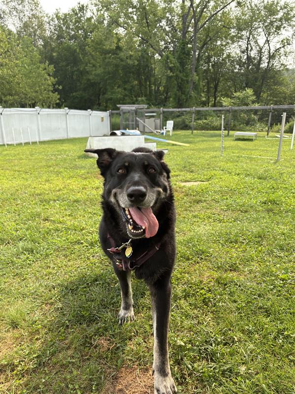 Bootz, an adoptable Shepherd, Black Labrador Retriever in Manchester, CT, 06045 | Photo Image 1