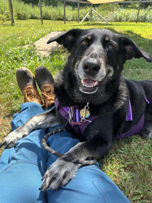 Bootz, an adoptable Shepherd, Black Labrador Retriever in Manchester, CT, 06045 | Photo Image 5
