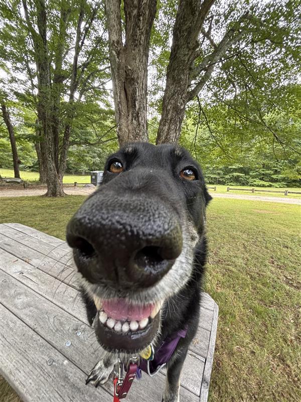 Bootz, an adoptable Shepherd, Black Labrador Retriever in Manchester, CT, 06045 | Photo Image 6