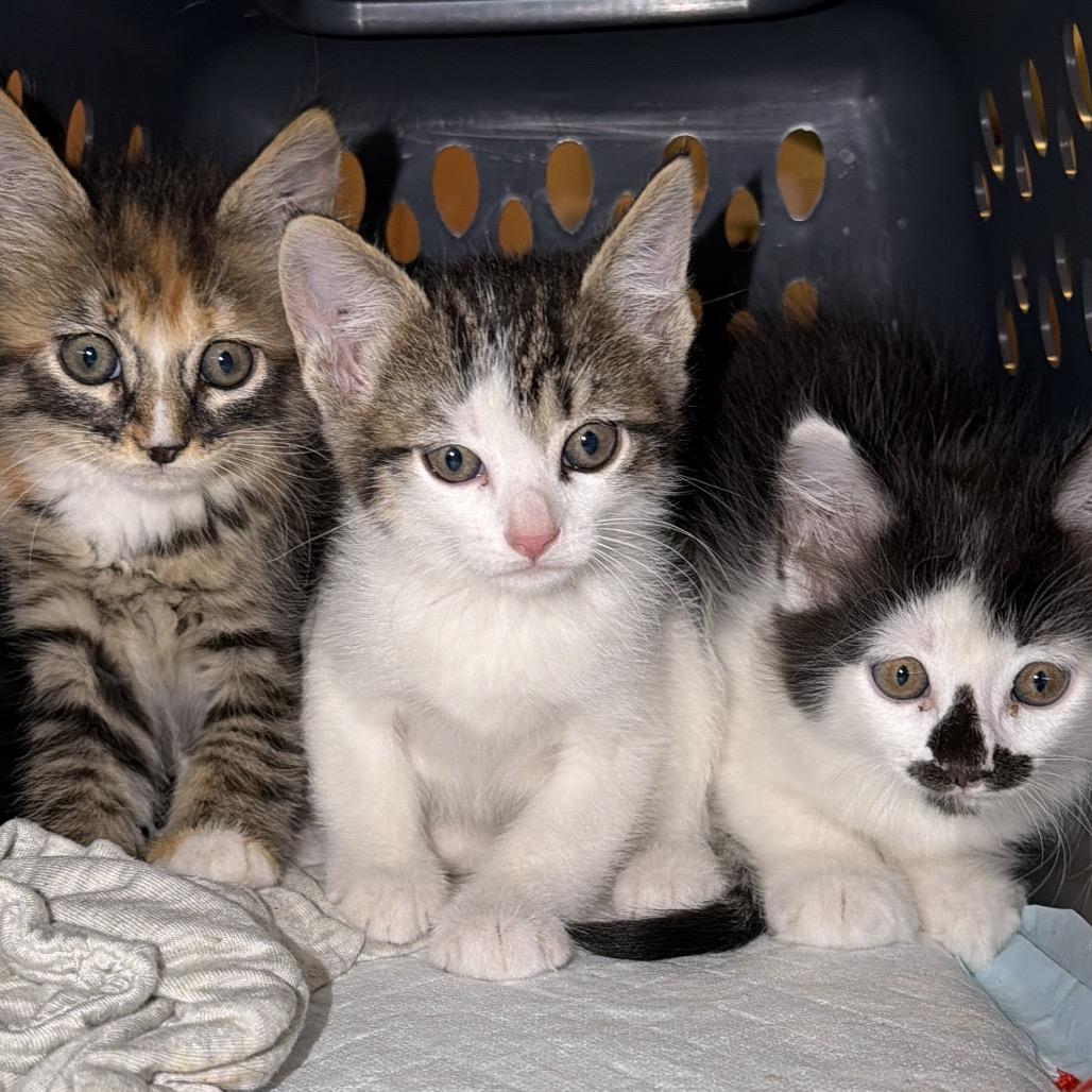 Fritz, Adoptable, Kitten Male Domestic Short Hair.