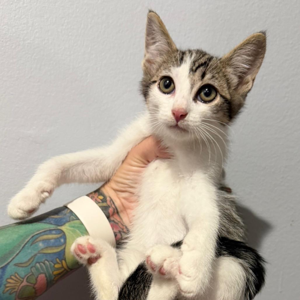 Fritz, Adoptable, Kitten Male Domestic Short Hair.