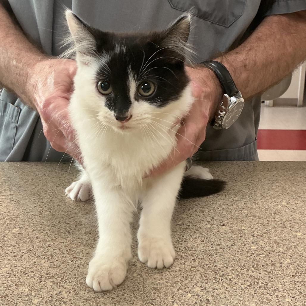Oreo, adopted, Kitten Male Domestic Medium Hair.