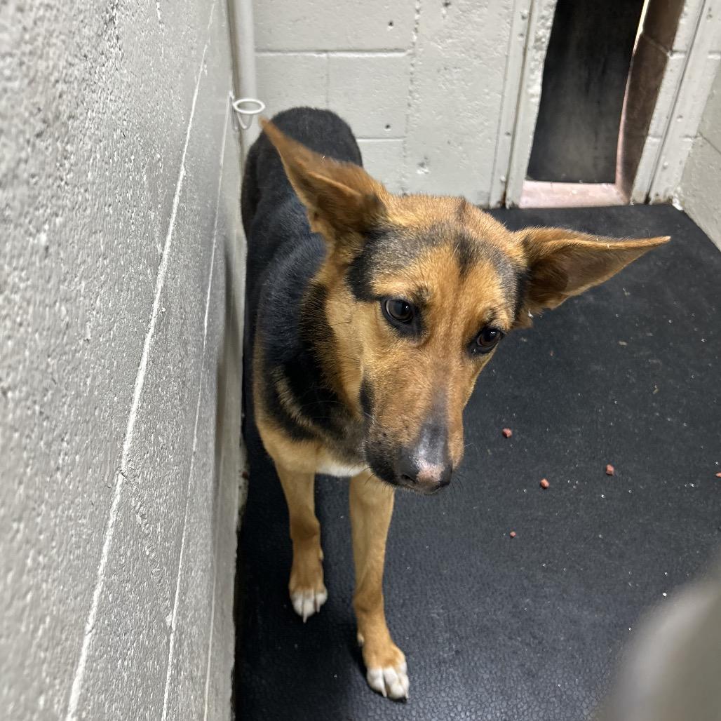 Rose, Adoptable, Young Female German Shepherd Dog.