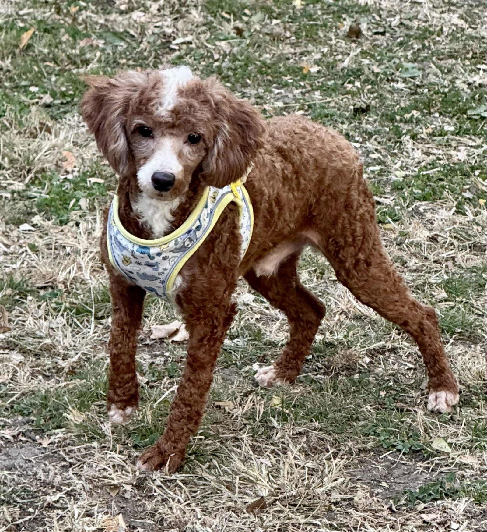 Enlarge Tucker, a Adoptable Poodle in Lee's Summit, MO image 1/3