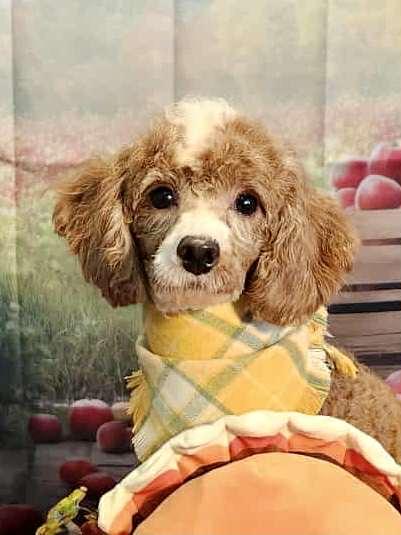 Enlarge Tucker, a Adoptable Poodle in Lee's Summit, MO image 2/3