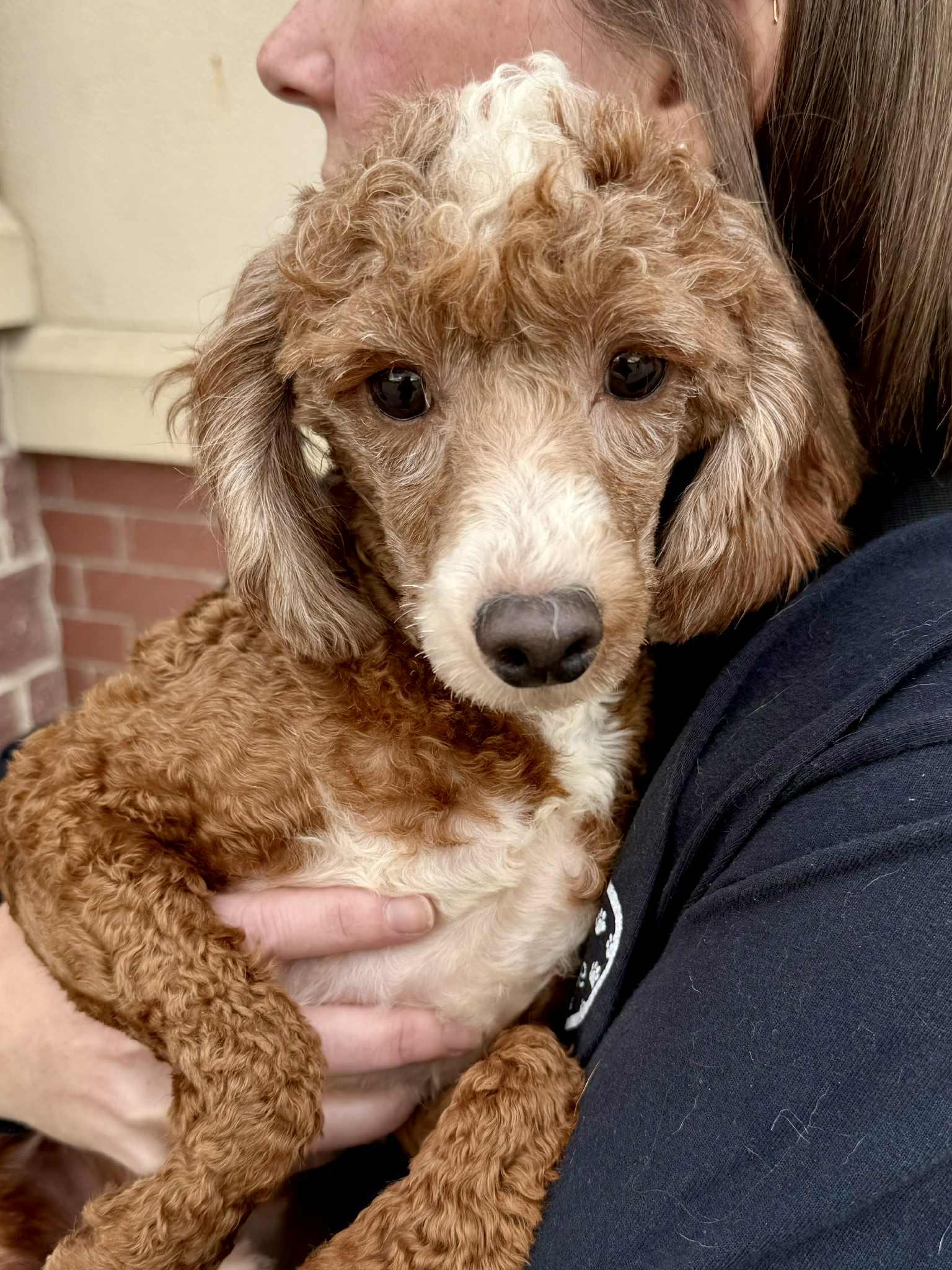 Enlarge Tucker, a Adoptable Poodle in Lee's Summit, MO image 3/3