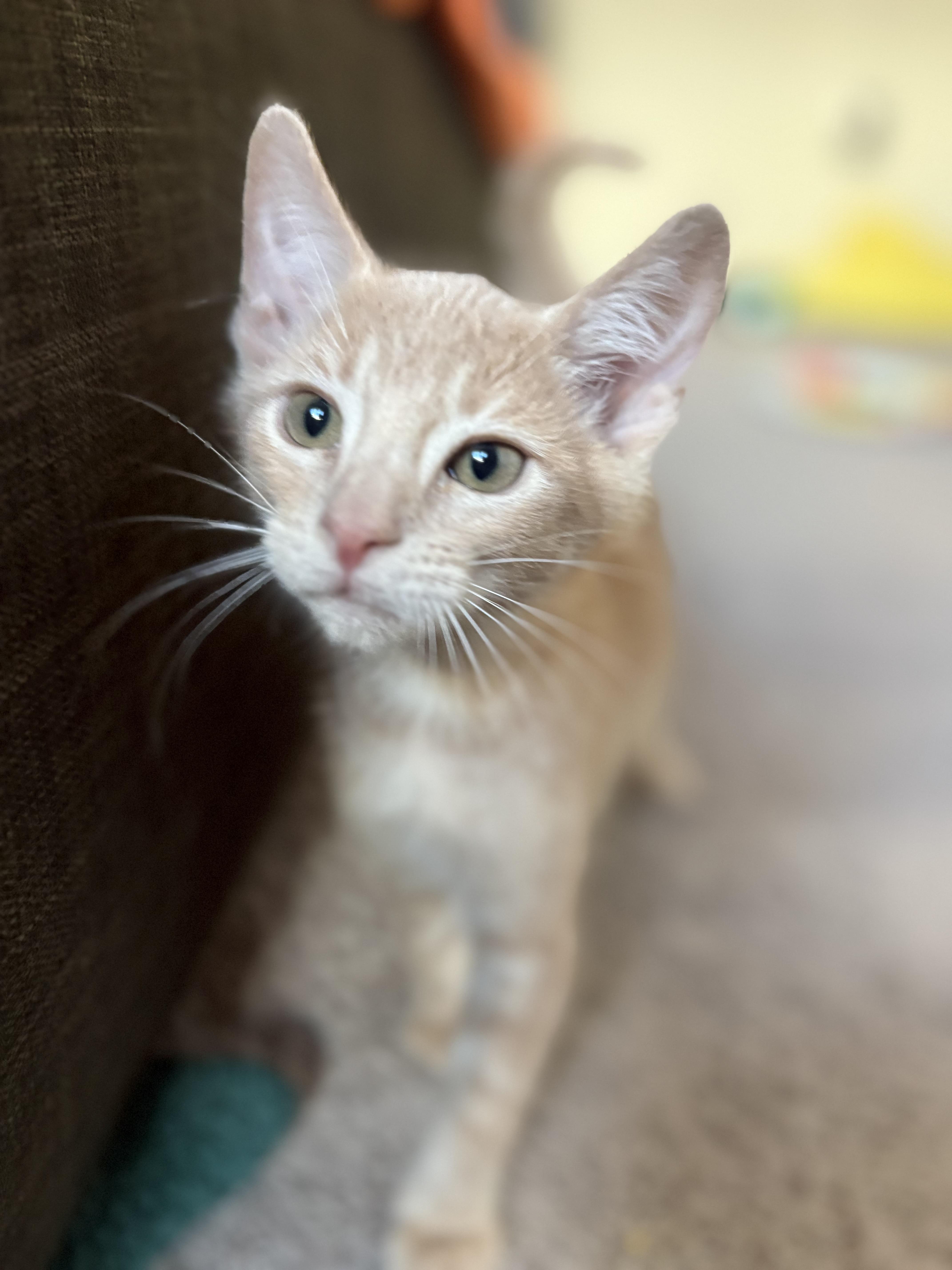 Enlarge Mojo Dojo, a Adopted Domestic Short Hair in Tracy, CA image 2/3