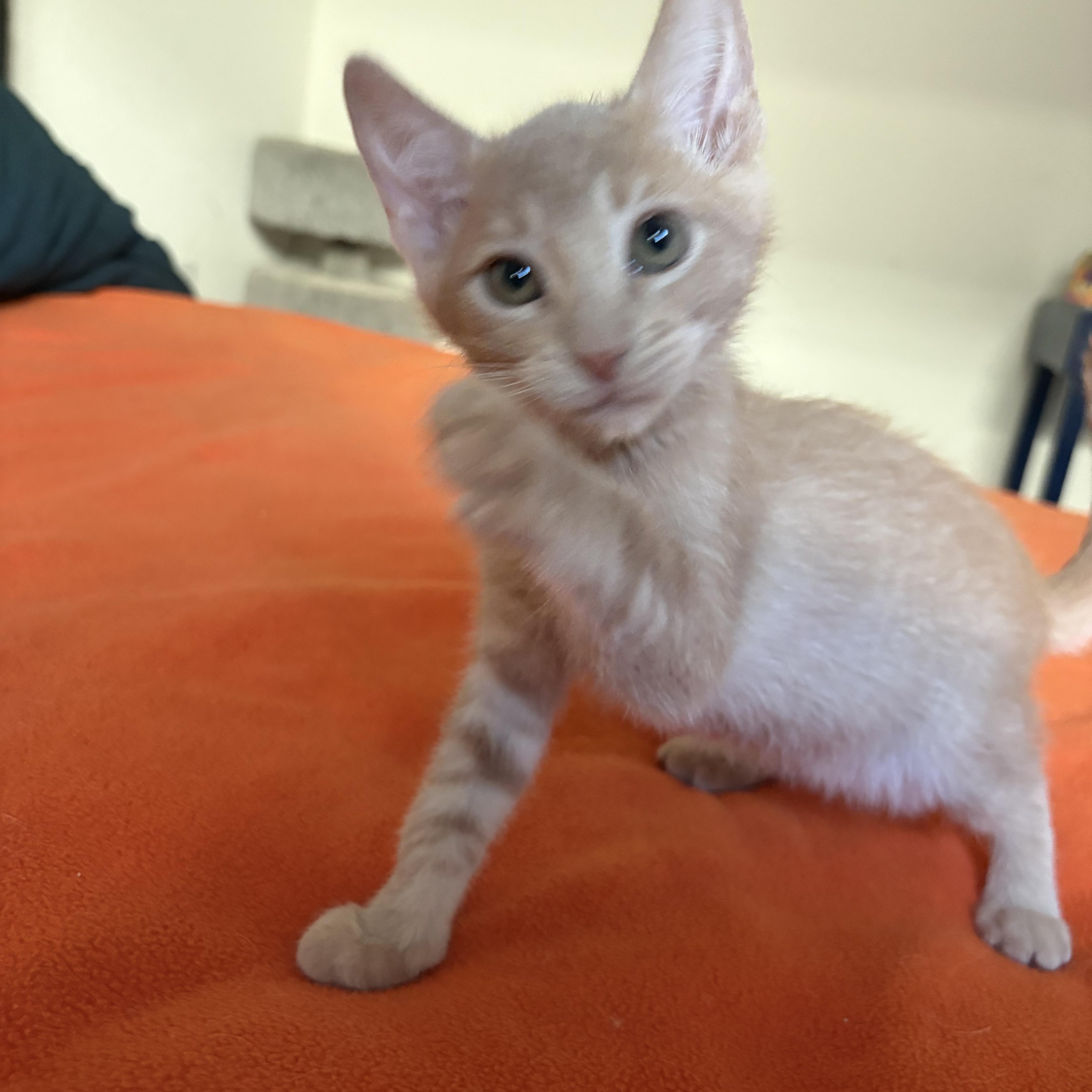 Enlarge Mojo Dojo, a Adopted Domestic Short Hair in Tracy, CA image 3/3