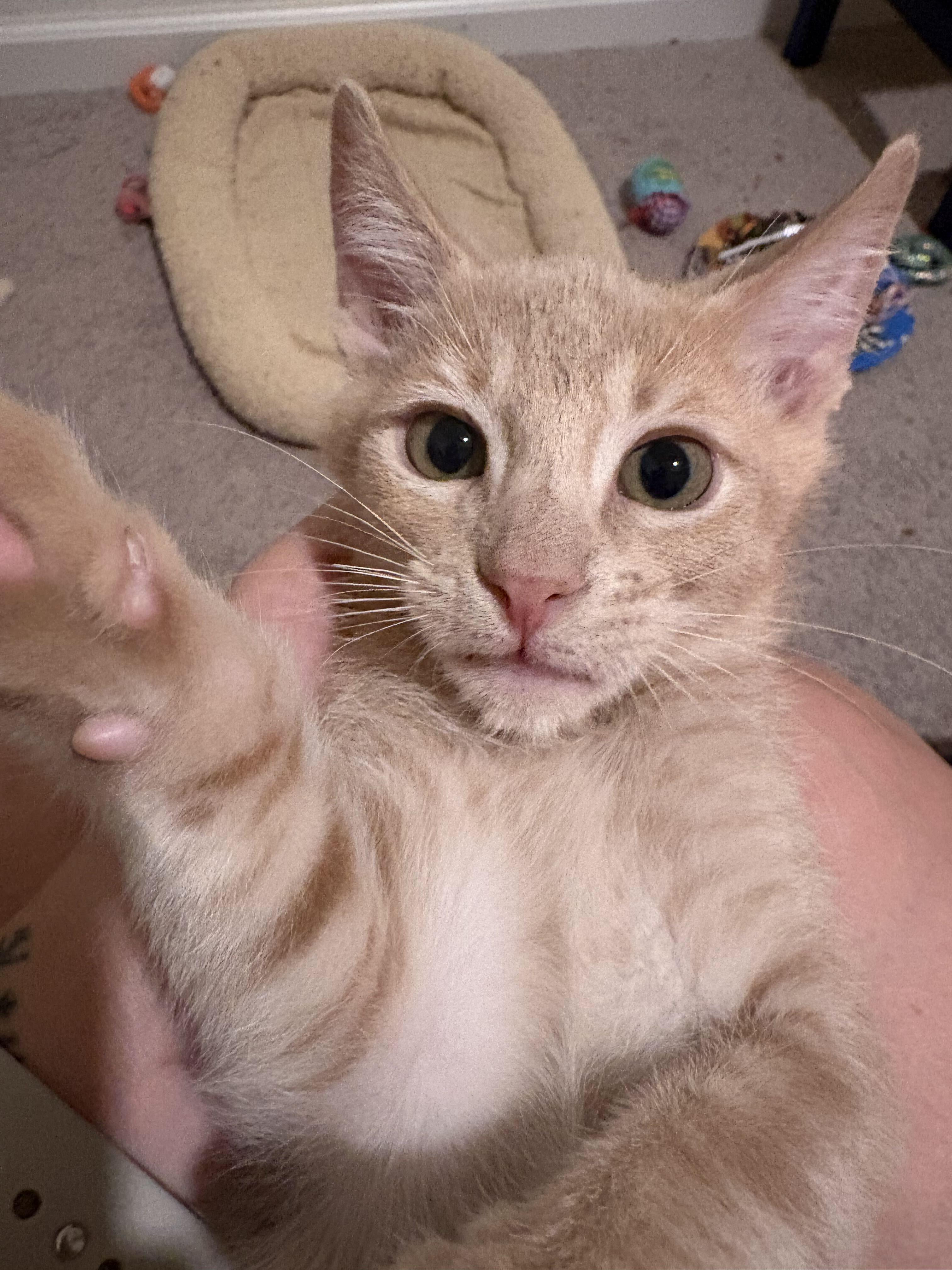 Enlarge Mojo Dojo, a Adopted Domestic Short Hair in Tracy, CA image 1/3