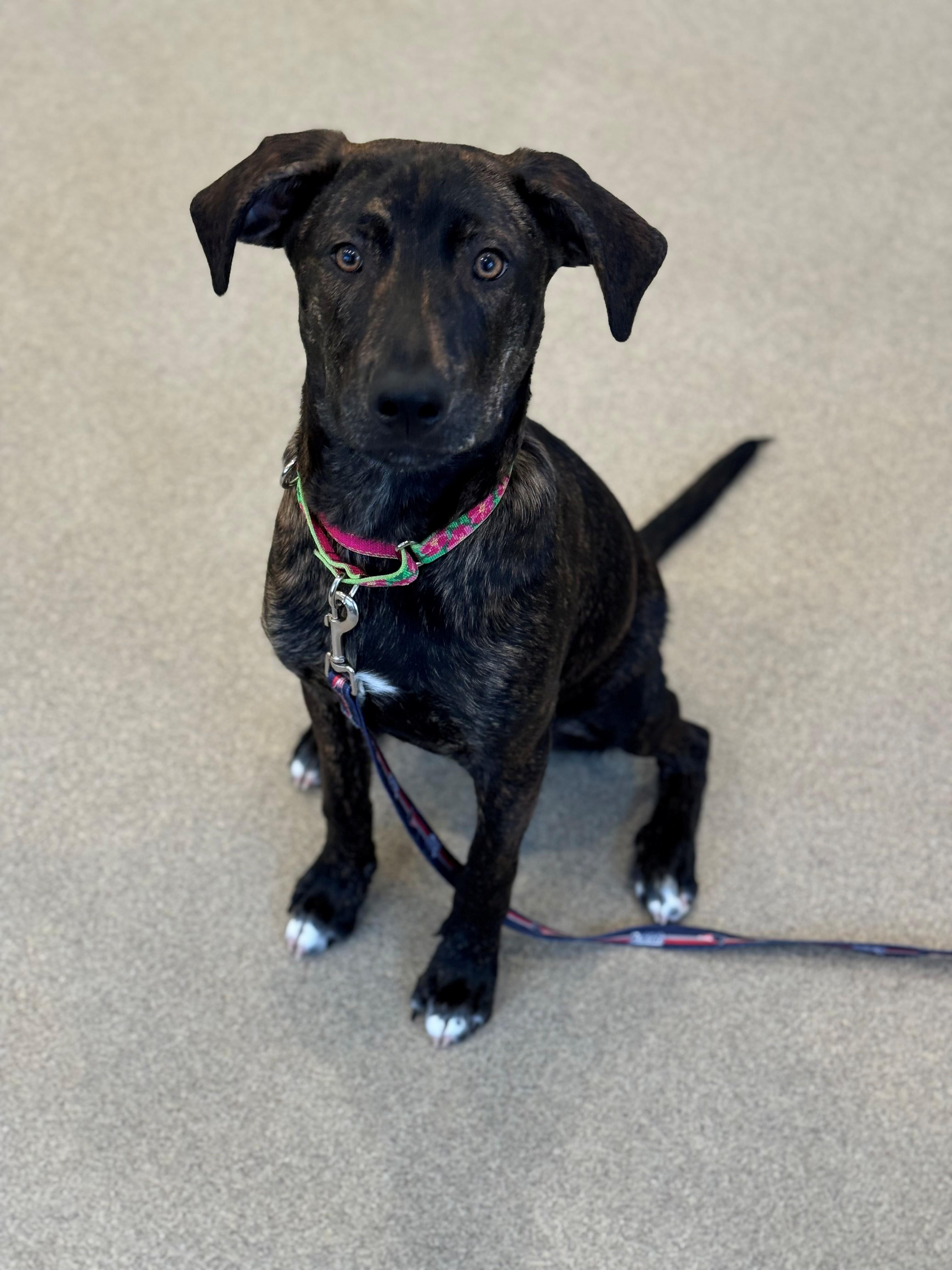 Enlarge Drake, a ADOPTABLE Mixed Breed in South Kingstown, RI image 1/1
