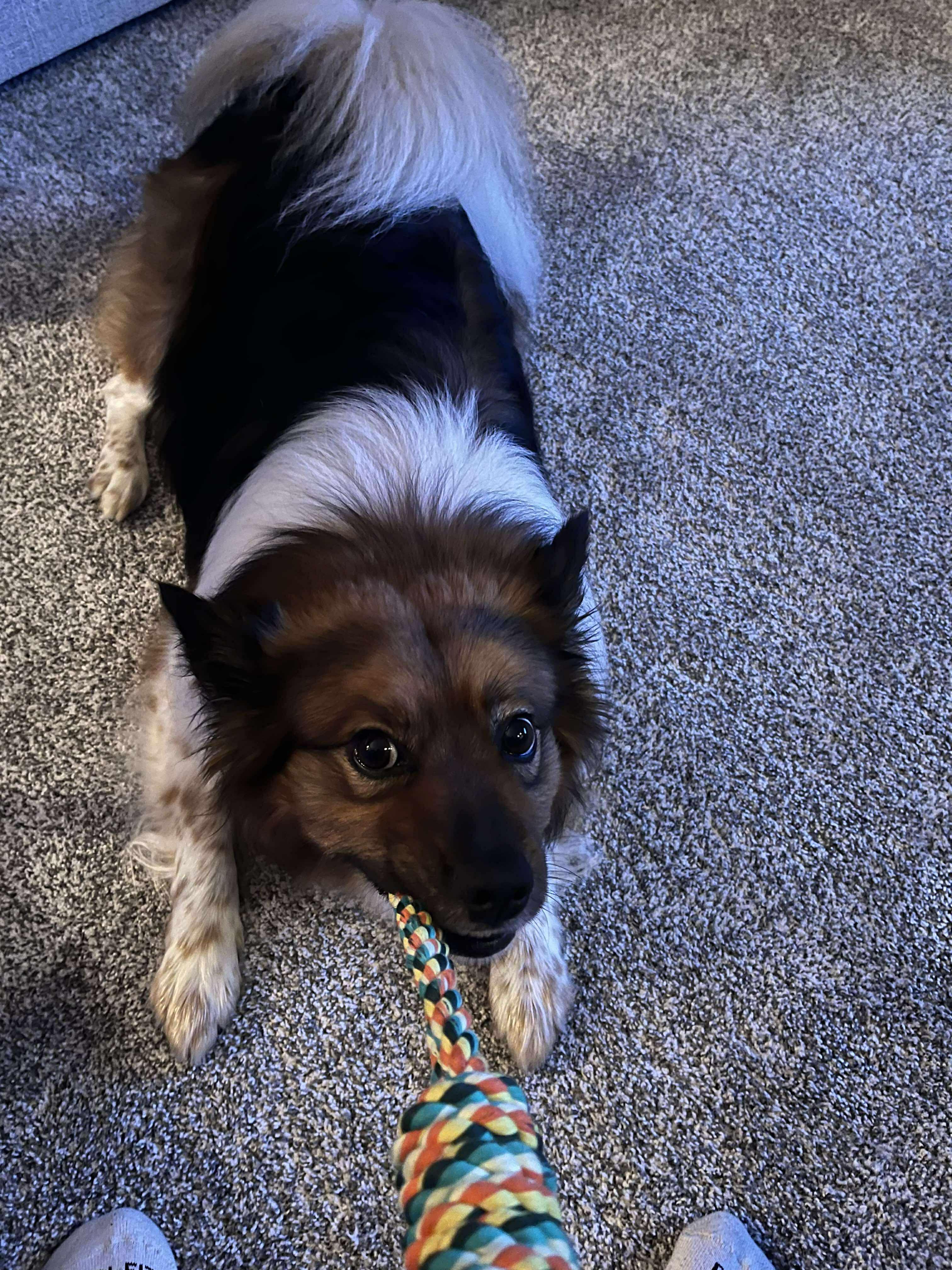 Nash, Adoptable, Adult Male Pomeranian.