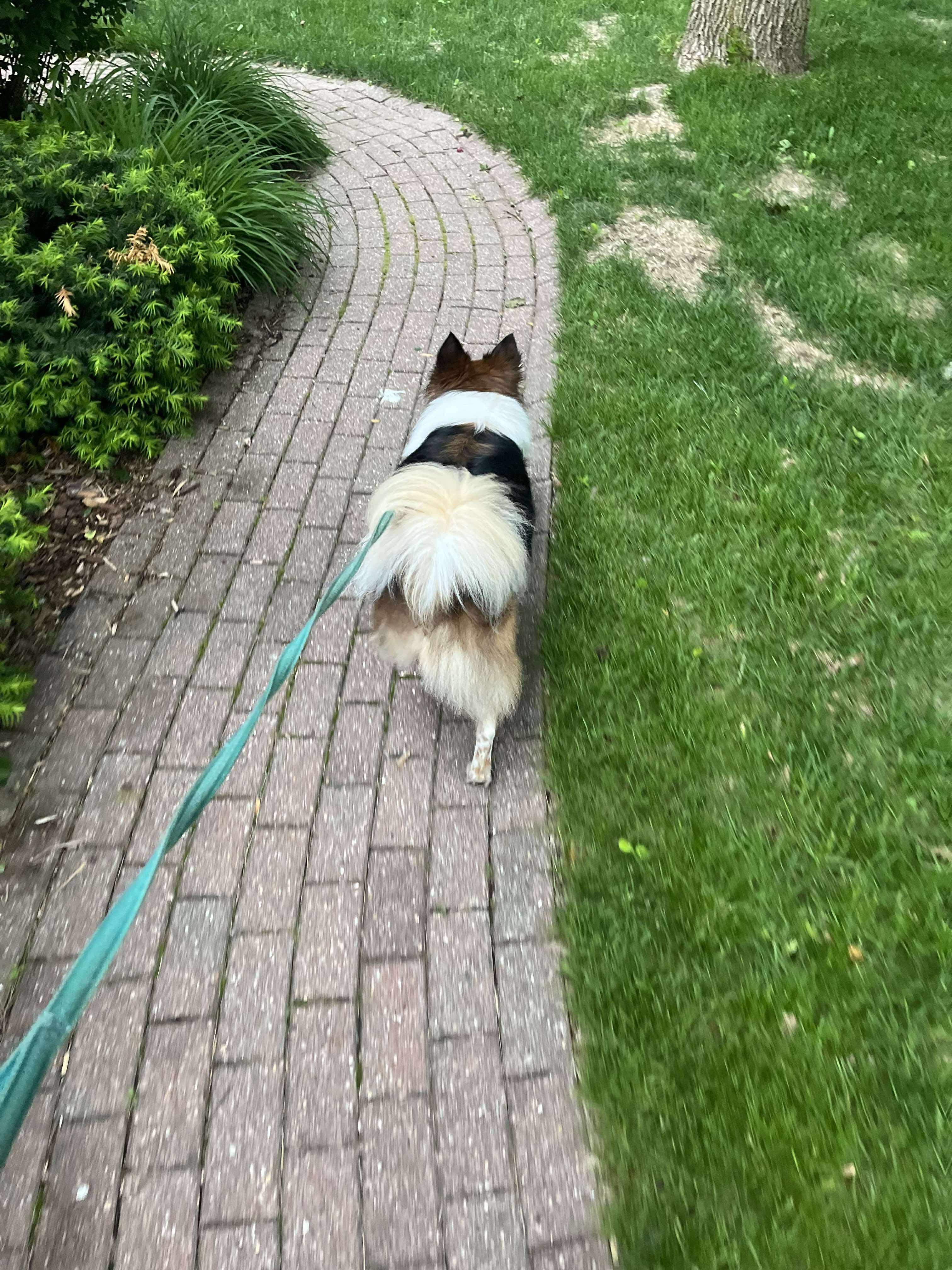 Enlarge Nash, a Adoptable mixed breed in Pardeeville, WI image 3/3