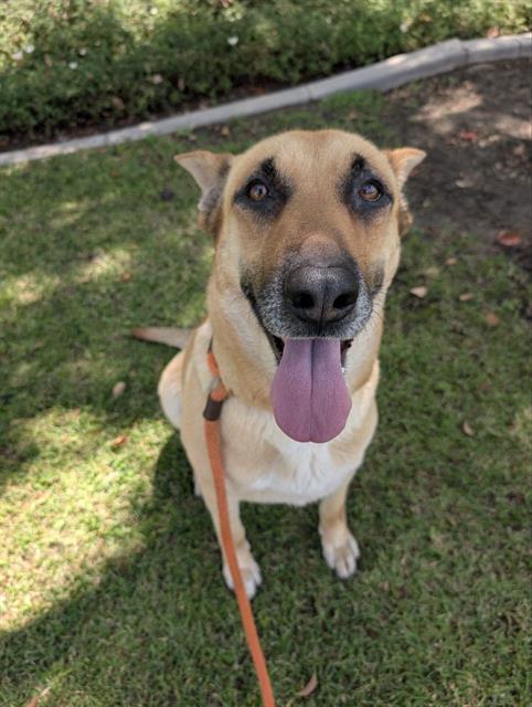SWEET PEA, Adoptable, Adult Female German Shepherd Dog & Mixed Breed.