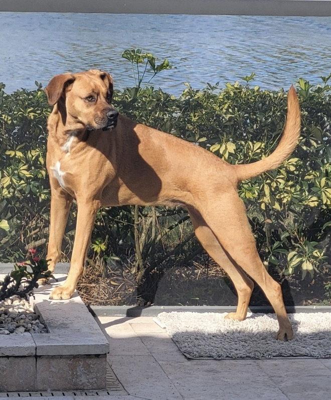 Maggie!  Courtesy Post, Adoptable, Adult Female Boxer & Beagle.