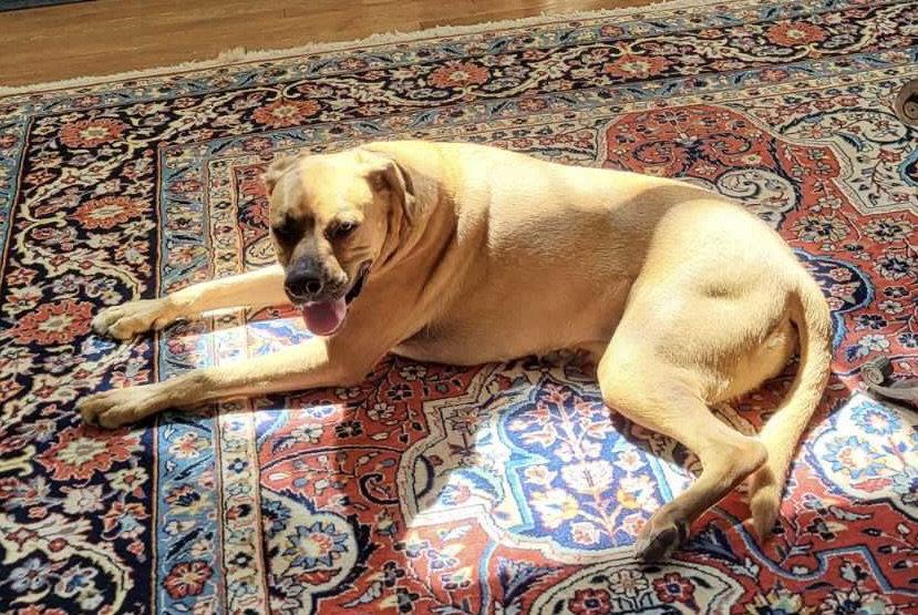 Enlarge Maggie!  Courtesy Post, a Adoptable mixed breed in Spring City, PA image 2/3