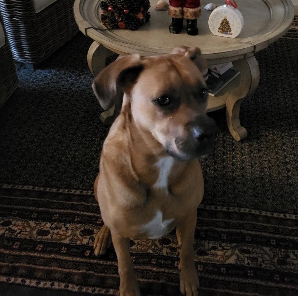 Enlarge Maggie!  Courtesy Post, a Adoptable mixed breed in Spring City, PA image 3/3