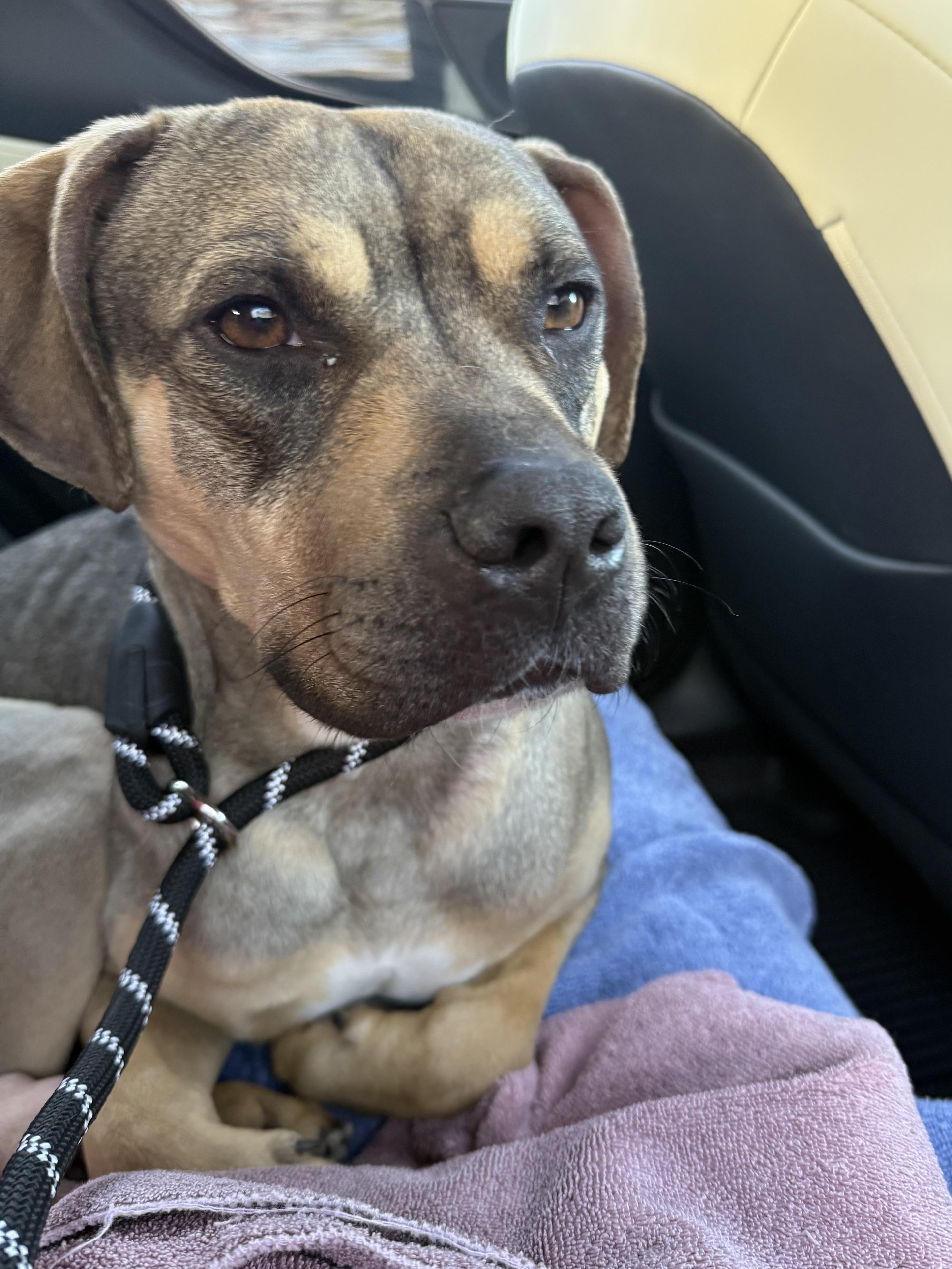 Enlarge Sonny! Sweet companion, a Adoptable mixed breed in Cambridge, MA image 2/6