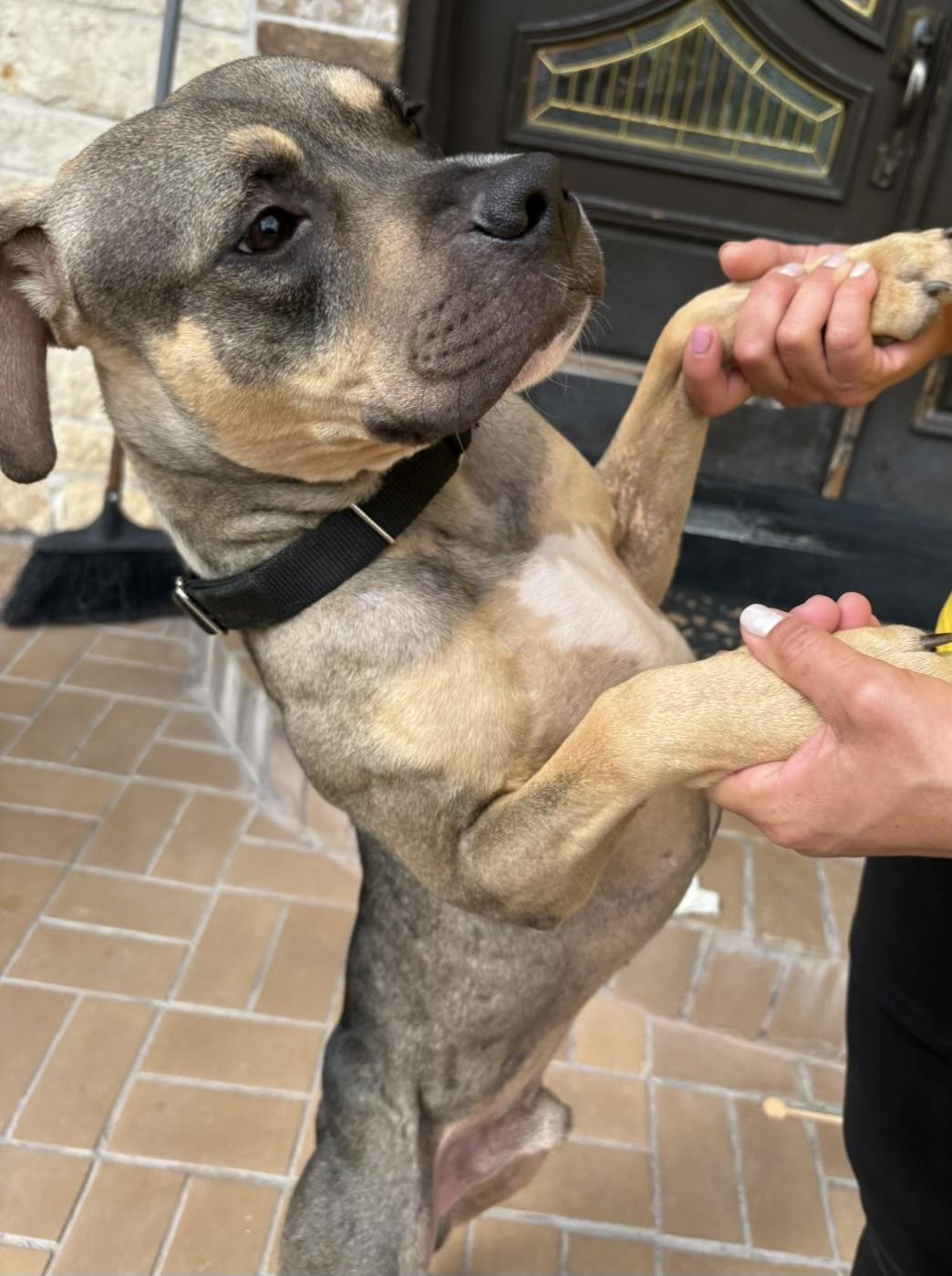 Enlarge Sonny! Sweet companion, a Adoptable mixed breed in Cambridge, MA image 4/6