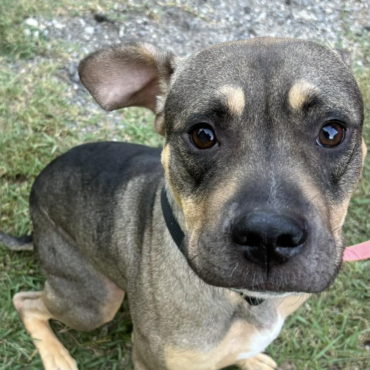 Enlarge Sonny! Sweet companion, a Adoptable mixed breed in Cambridge, MA image 3/6