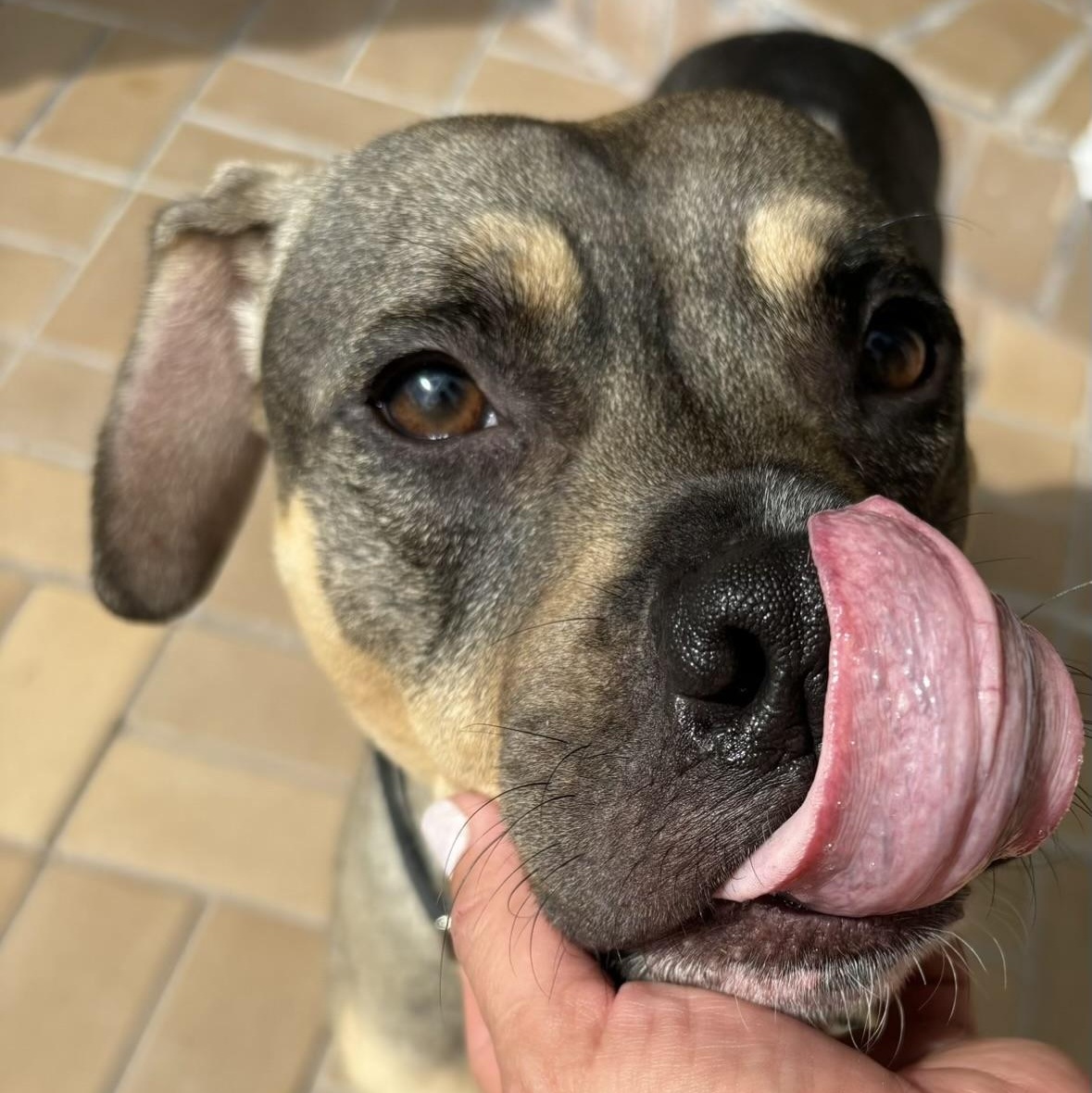 Enlarge Sonny! Sweet companion, a Adoptable mixed breed in Cambridge, MA image 5/6