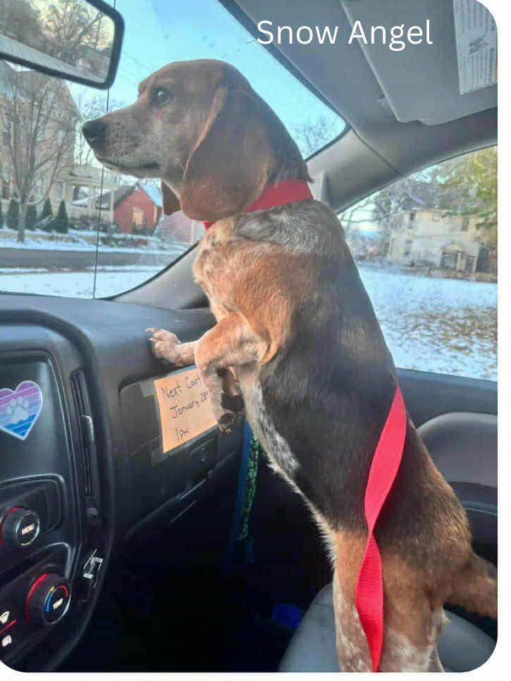 Enlarge Snow Angel, an adopted Beagle in Indianapolis, IN image 1/1