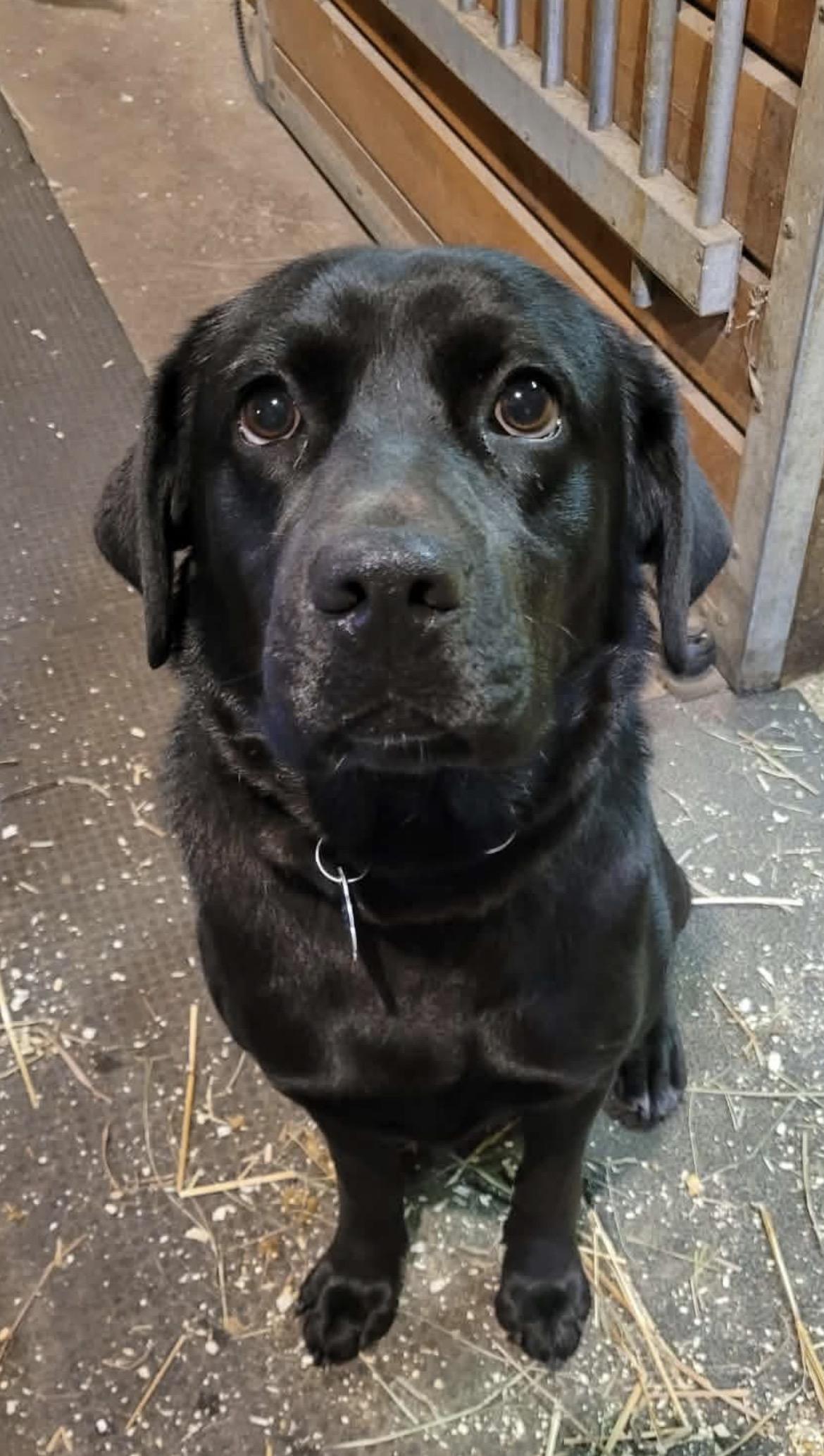 Echo, ADOPTABLE, Young Female Black Labrador Retriever.
