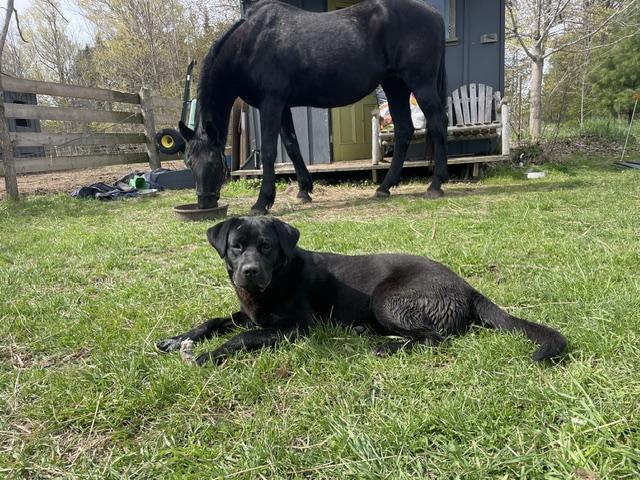 Echo, an adopted mixed breed in Terra Cotta, ON image 2/5