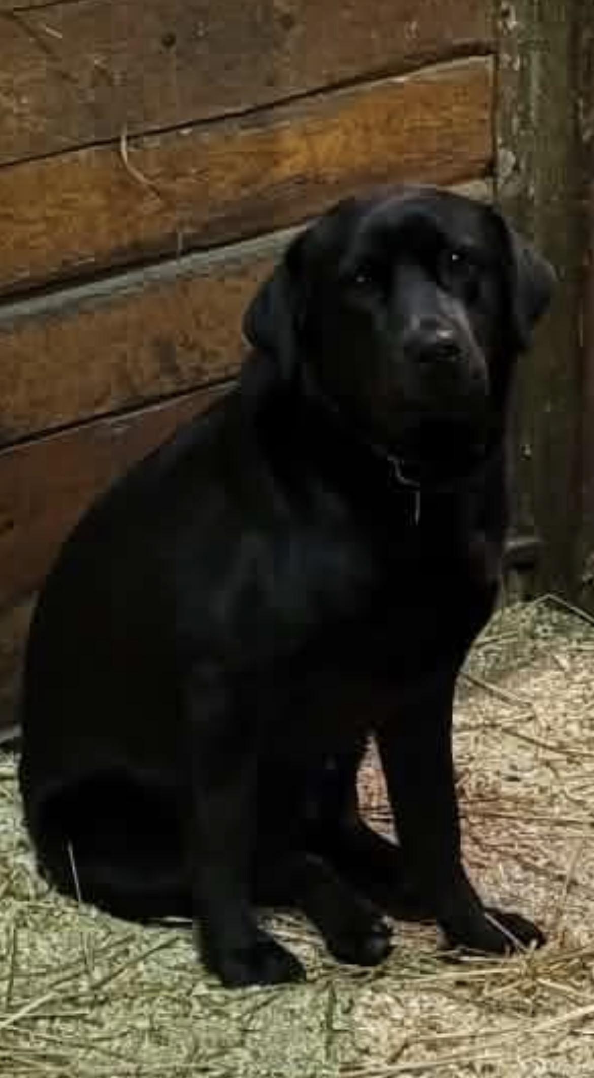 Enlarge Echo, a ADOPTABLE mixed breed in Terra Cotta, ON image 4/4