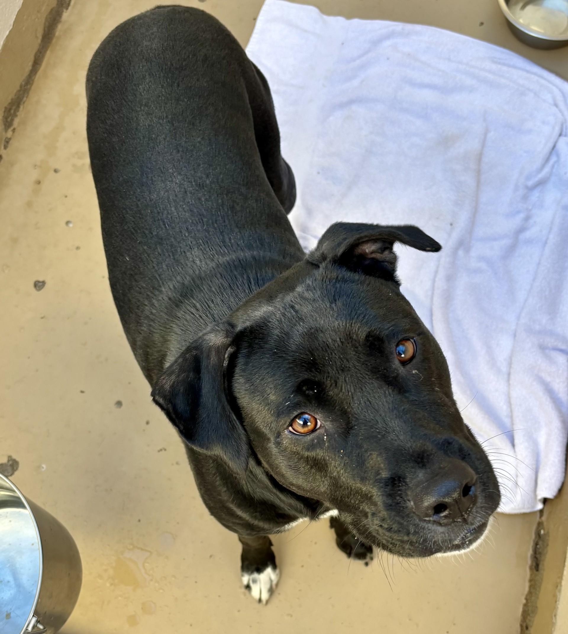 Enlarge Mija, a Adoptable Pit Bull Terrier in Sierra Vista, AZ image 2/3