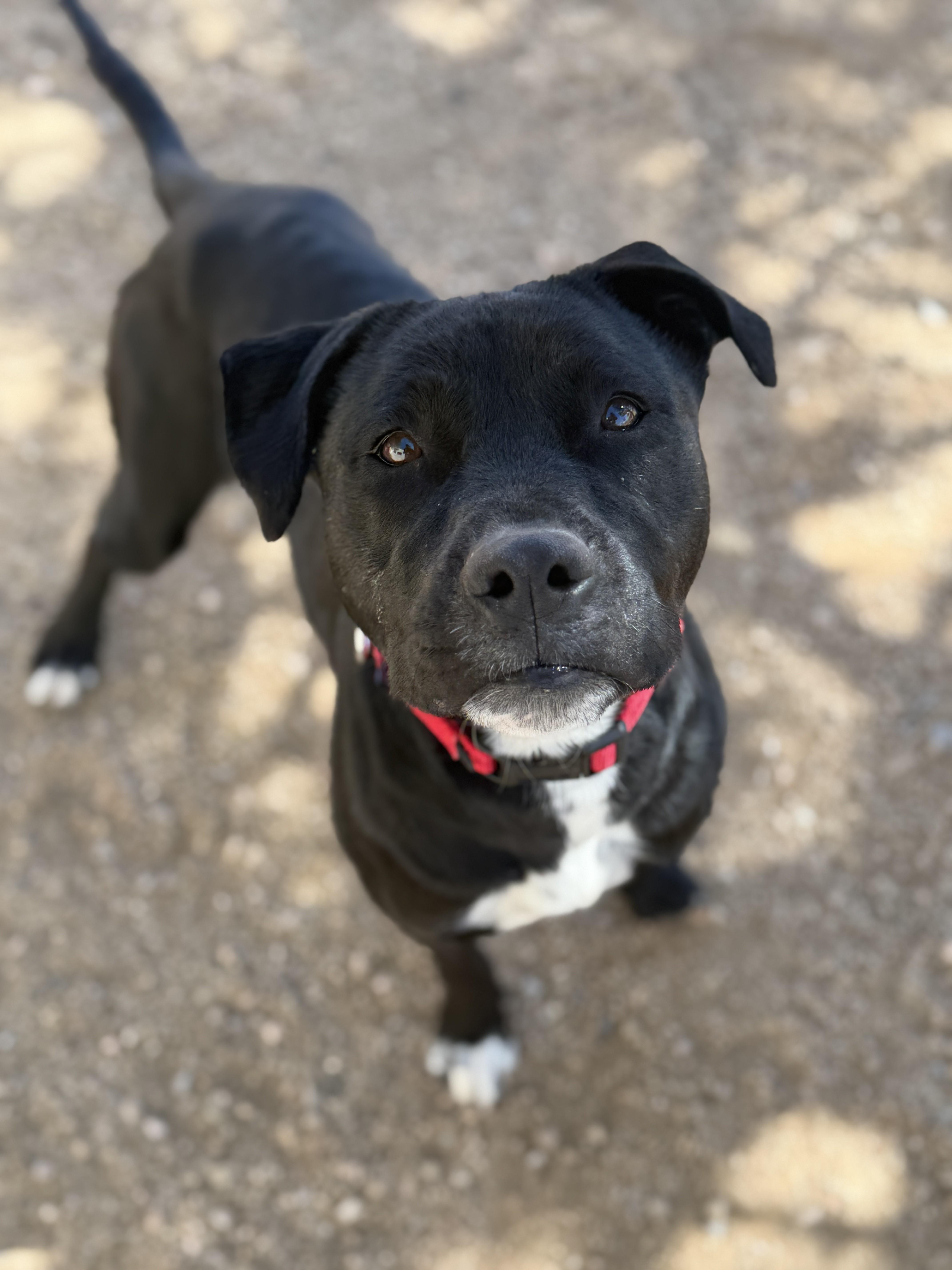 Enlarge Mija, a Adoptable Pit Bull Terrier in Sierra Vista, AZ image 1/3
