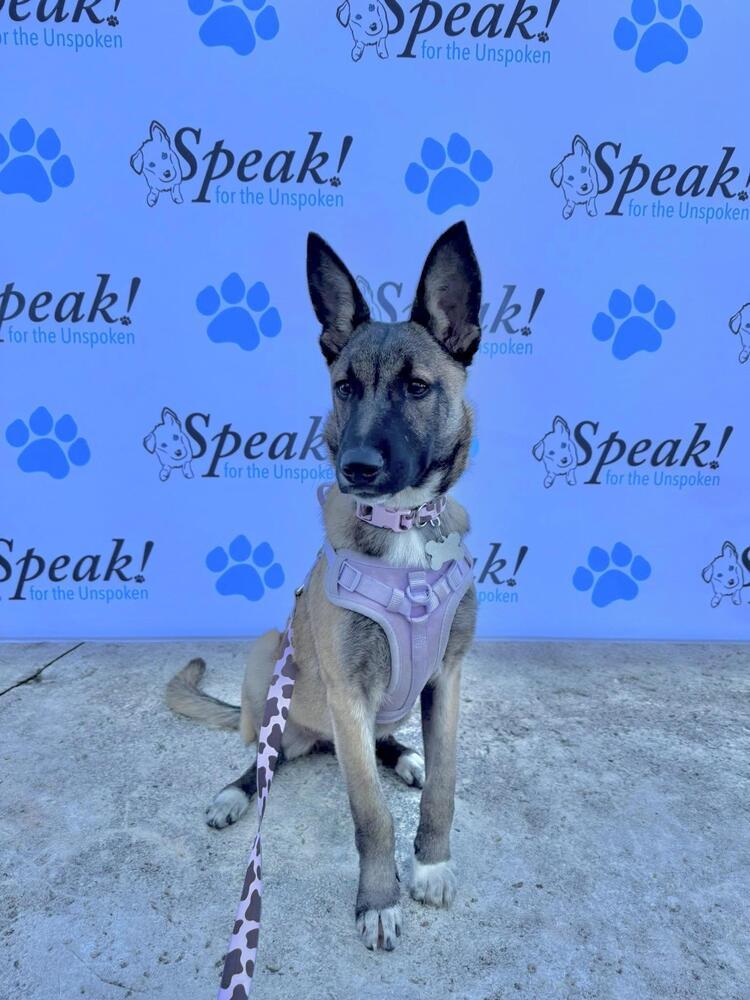 Enlarge Fiesta, a Adoptable Shepherd in Grove City, OH image 1/6