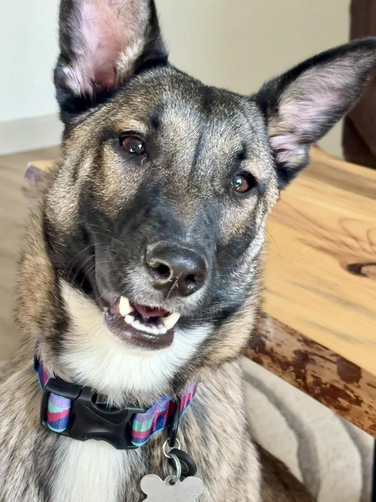 Enlarge Fiesta, a Adoptable Shepherd in Grove City, OH image 2/6