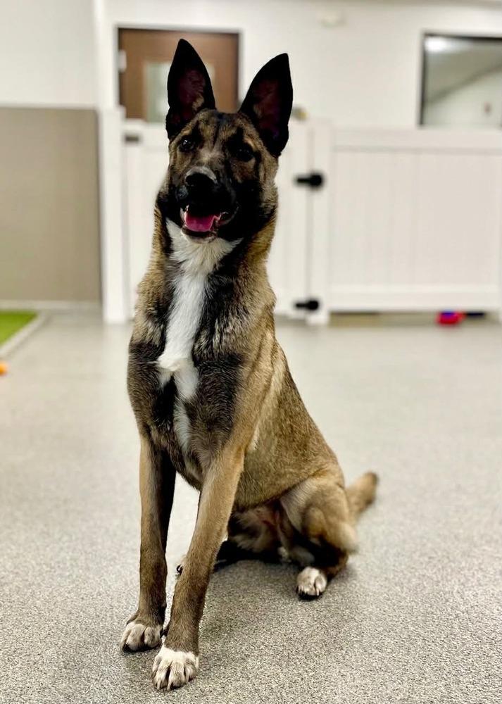 Enlarge Fiesta, a Adoptable Shepherd in Grove City, OH image 3/6