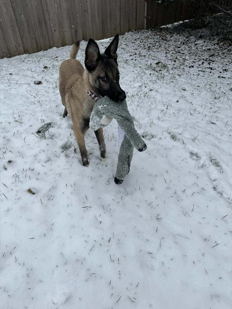 Enlarge Fiesta, a Adoptable Shepherd in Grove City, OH image 4/6