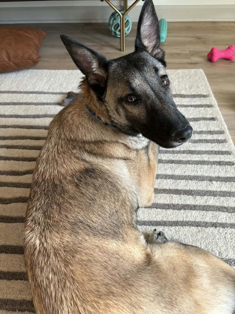 Enlarge Fiesta, a Adoptable Shepherd in Grove City, OH image 6/6