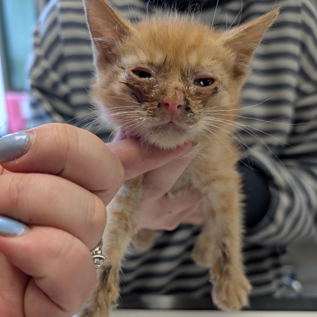 Enlarge Muenster, a Adoptable Domestic Long Hair in Garfield, AR image 2/2