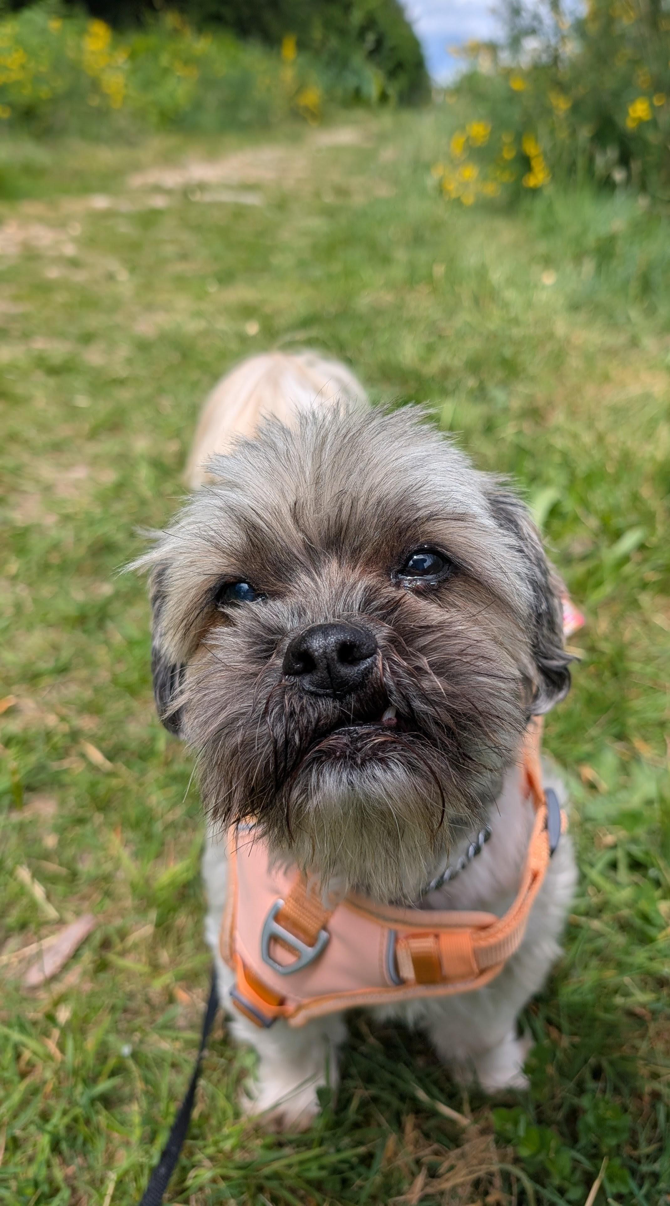 Enlarge Lucky and Leo *Senior bonded pair*, a ADOPTABLE Shih Tzu in Coquitlam, BC image 4/5