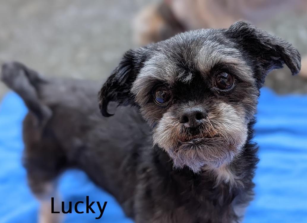 Enlarge Lucky and Leo *Senior bonded pair*, a ADOPTABLE Shih Tzu in Coquitlam, BC image 3/5