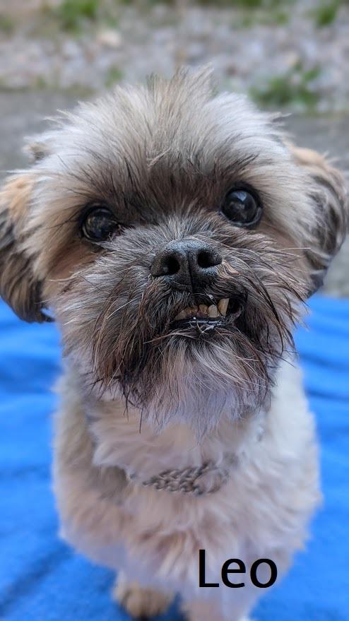 Enlarge Lucky and Leo *Senior bonded pair*, a ADOPTABLE Shih Tzu in Coquitlam, BC image 2/5