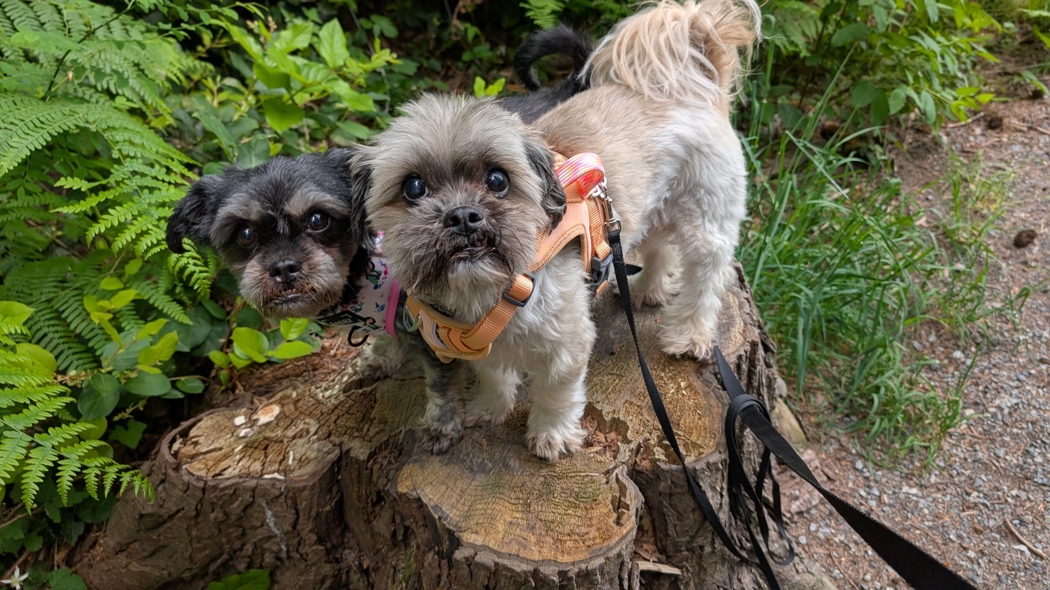 Lucky and Leo *Senior bonded pair*, ADOPTABLE, Senior Male Shih Tzu.