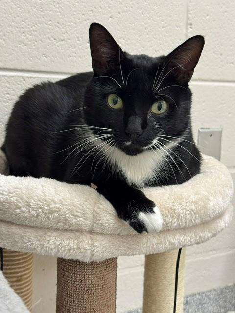 WHISKERS, Adoptable, Adult Male Domestic Short Hair.