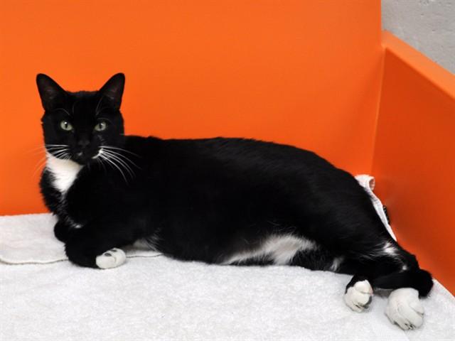 Enlarge WHISKERS, a Adoptable Domestic Short Hair in Naples, FL image 1/1