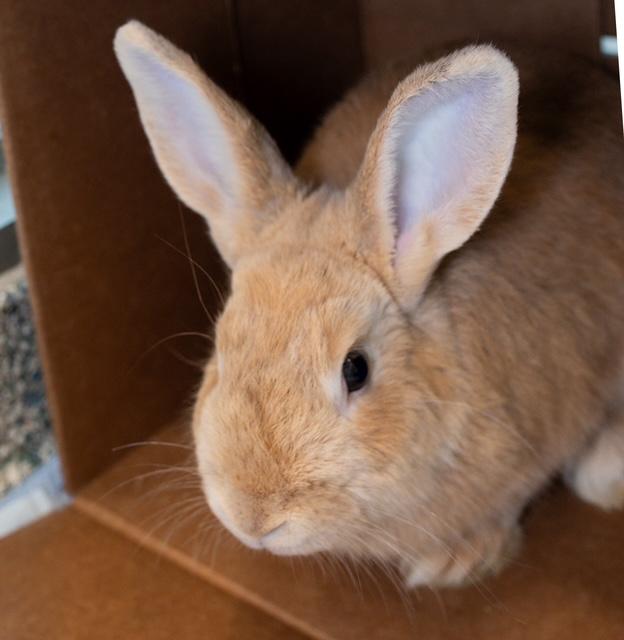 Enlarge KING BEACH, a Adoptable American in Boston, MA image 1/1